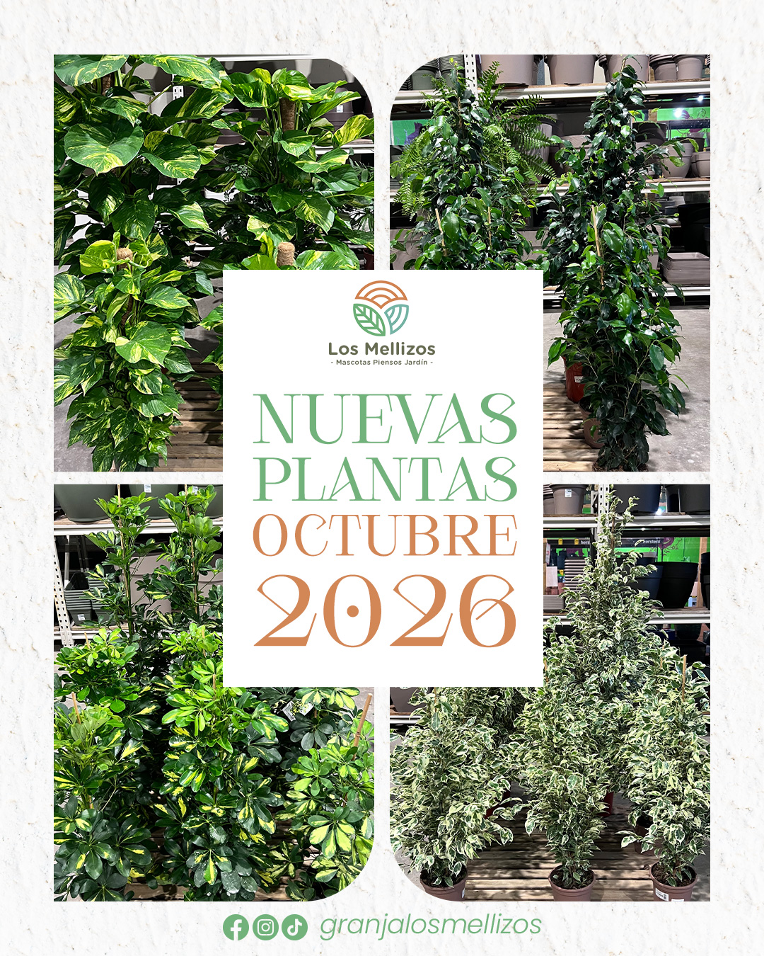 Plantas de otoño en Los Mellizos
