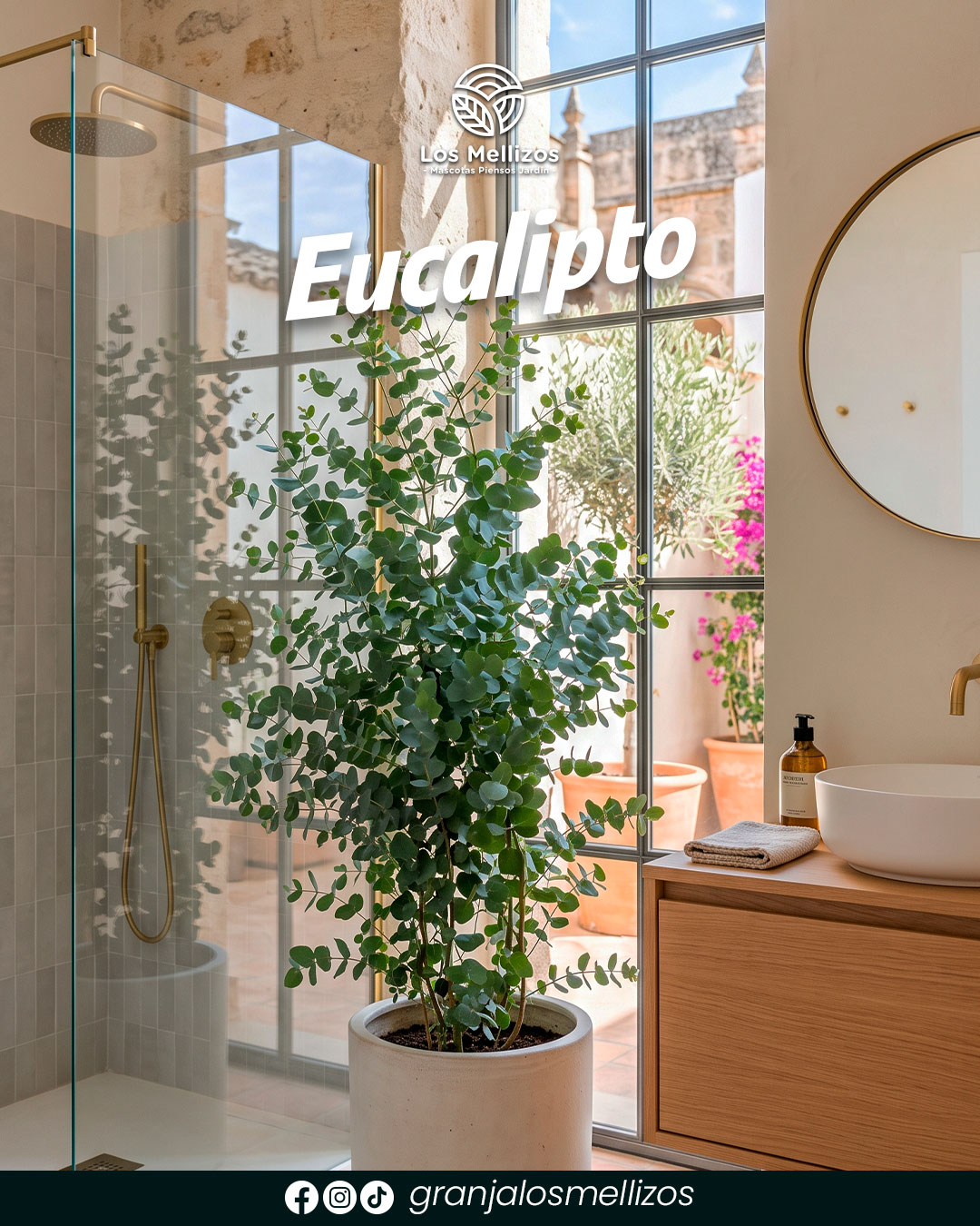 Eucalipto