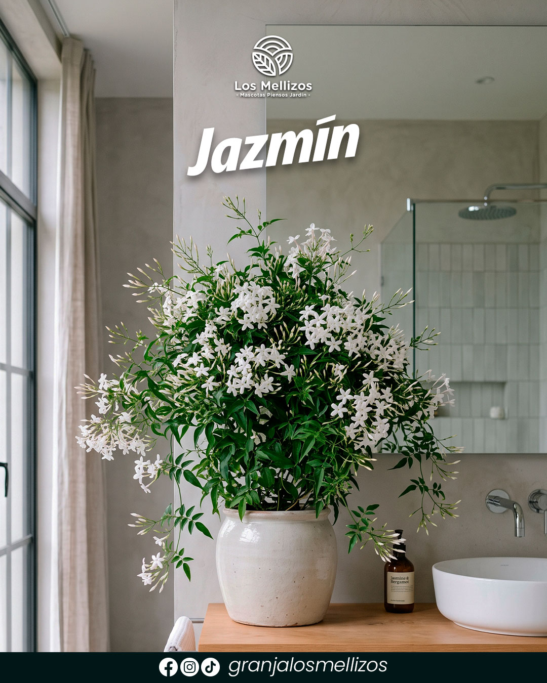 Jazmín