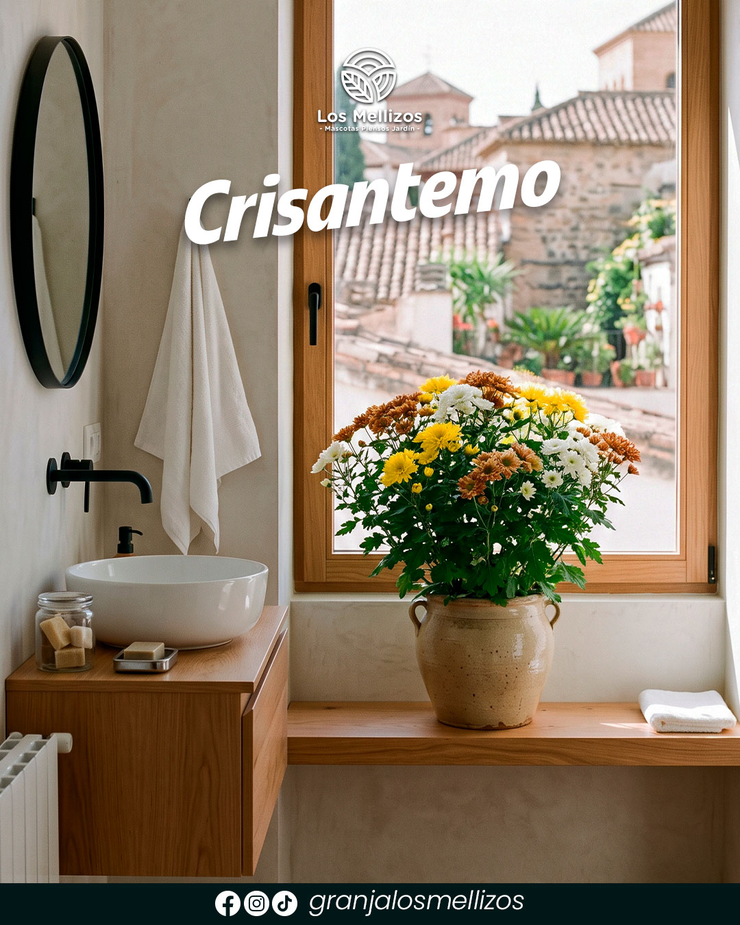 Crisantemo
