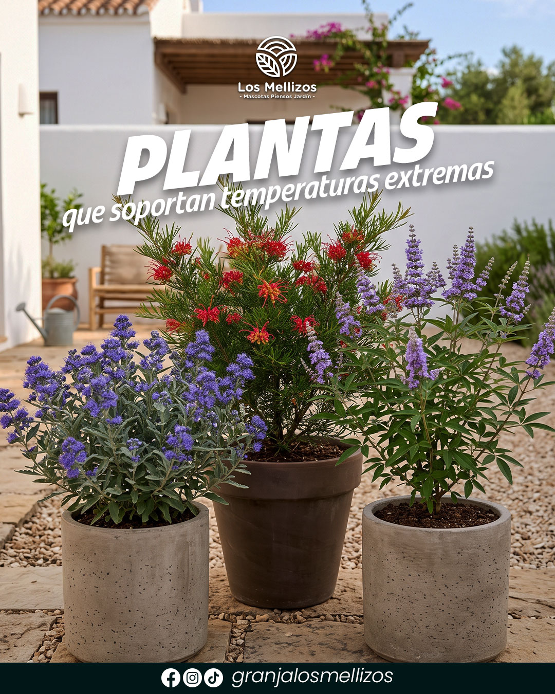 Plantas resistentes para jardines en Córdoba