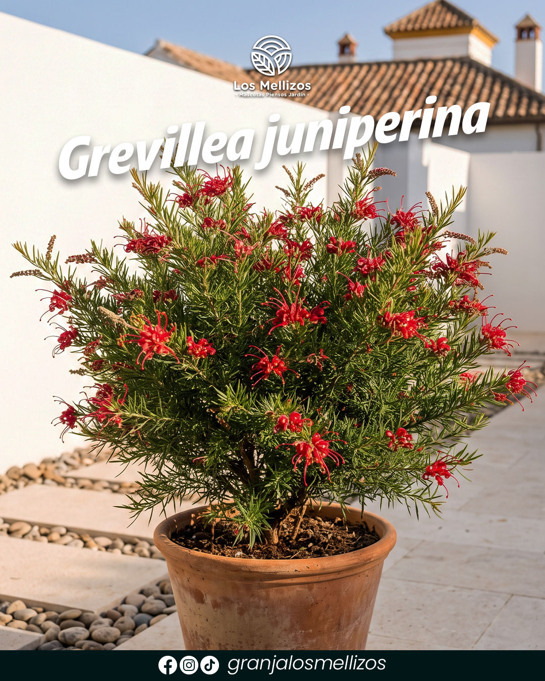 Grevillea juniperina