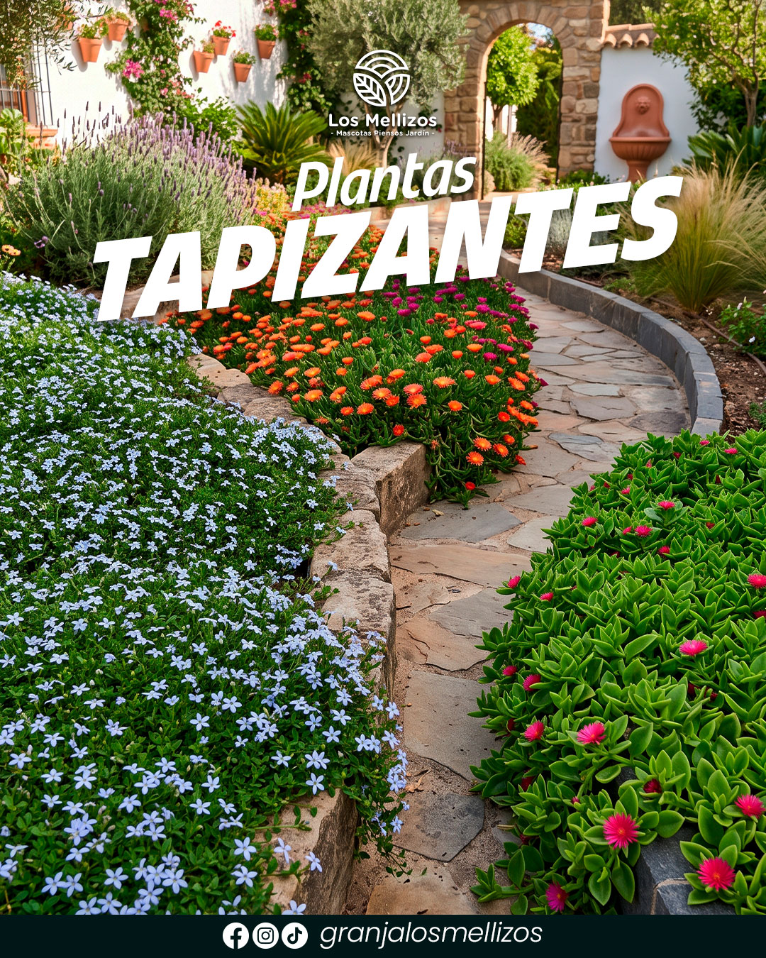 Tres plantas tapizantes recomendadas