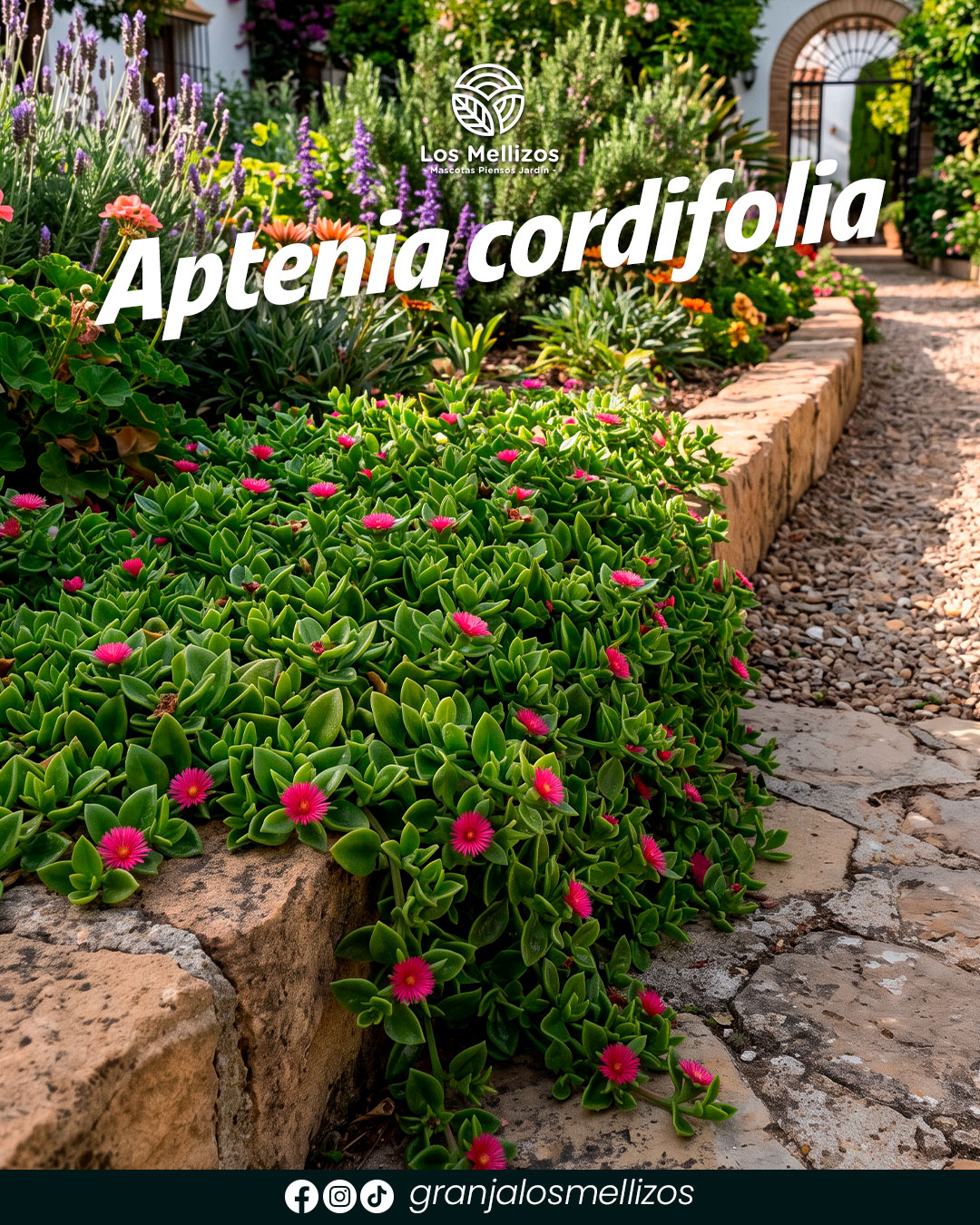 Aptenia cordifolia
