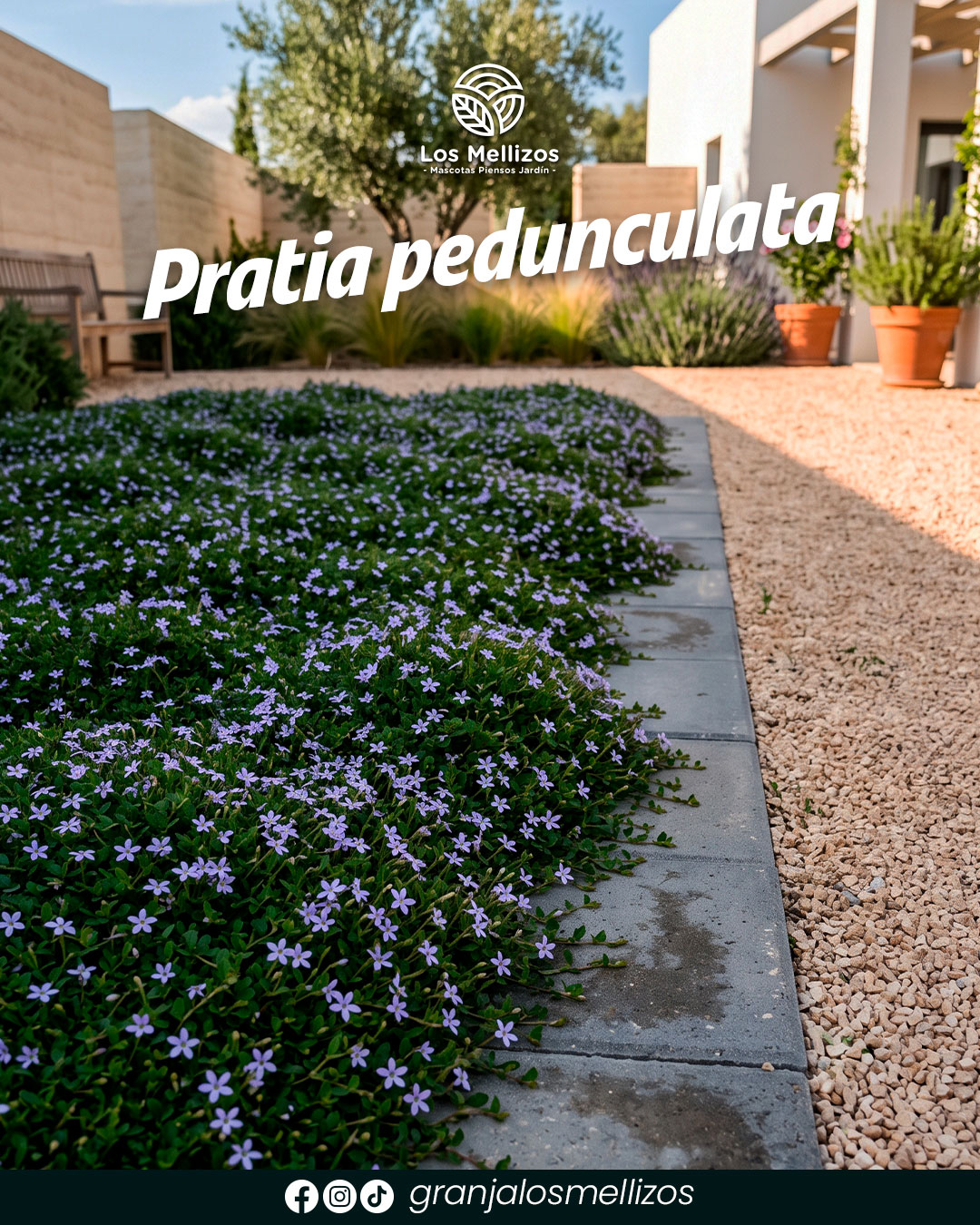 Pratia pedunculata