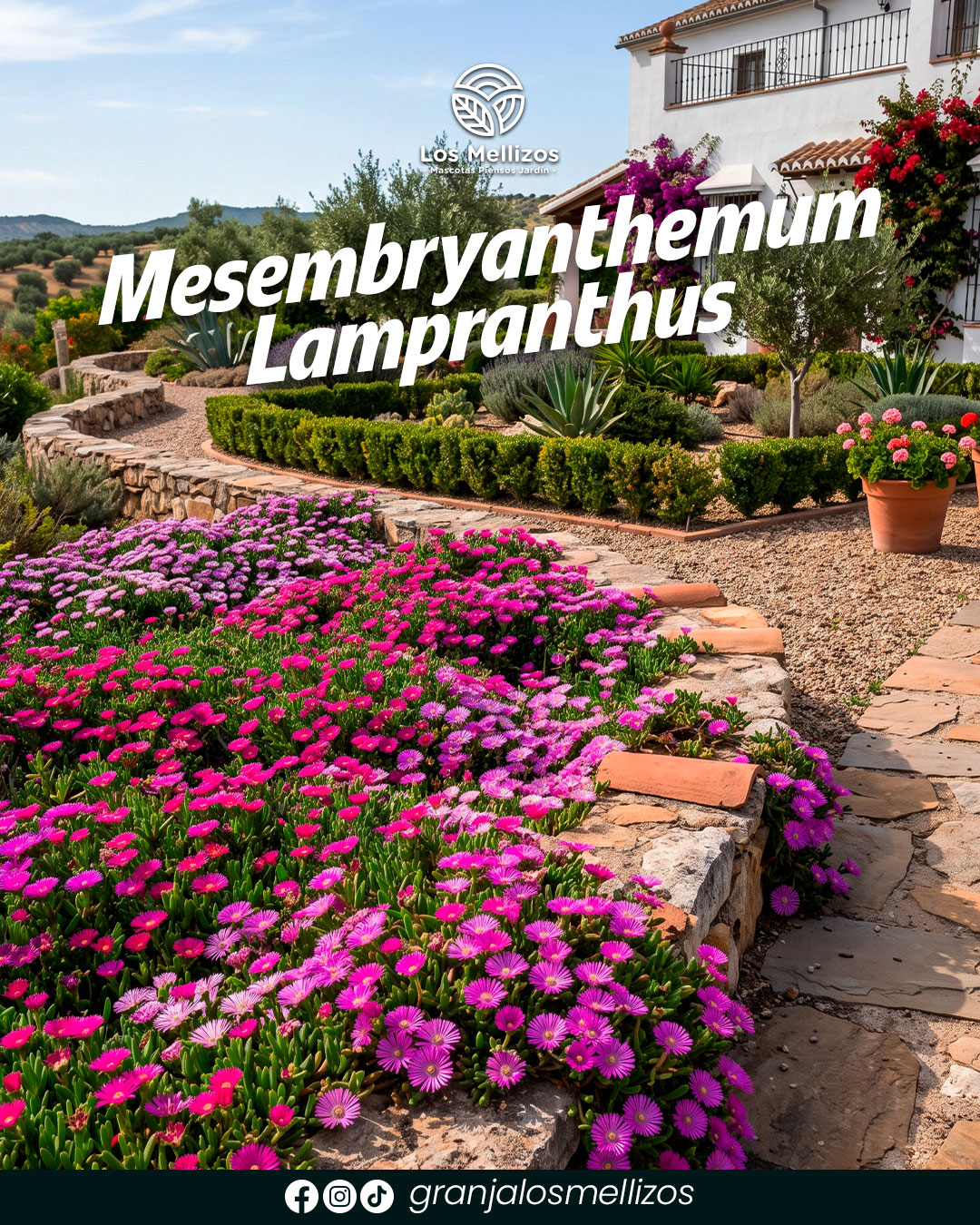 Mesembryanthemum Lampranthus