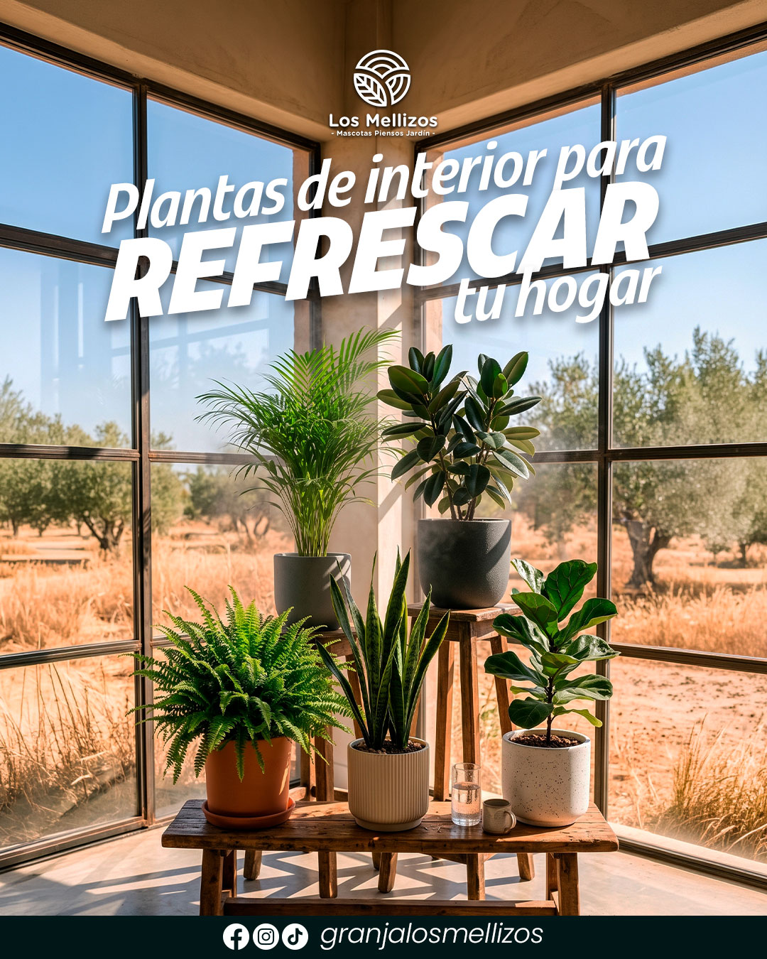Plantas de interior que refrescan tu hogar