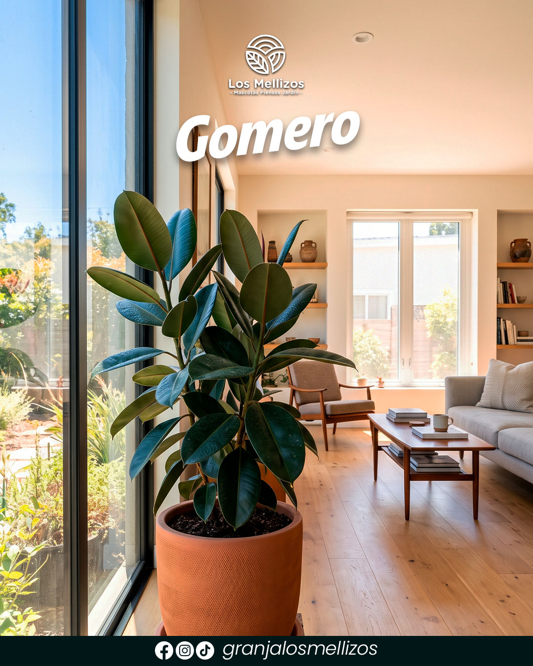 Gomero (Ficus elastica)