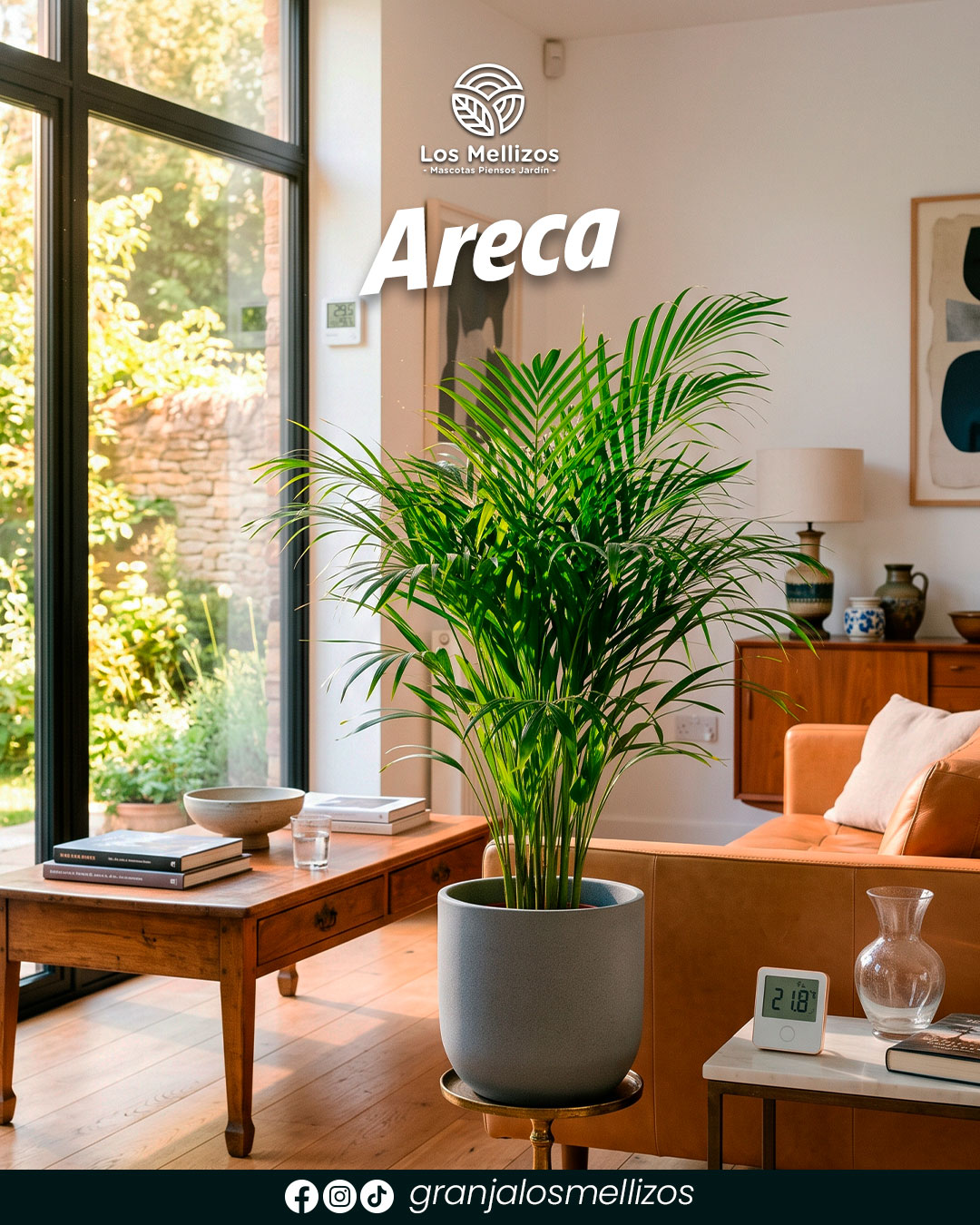 Areca (Dypsis lutescens)
