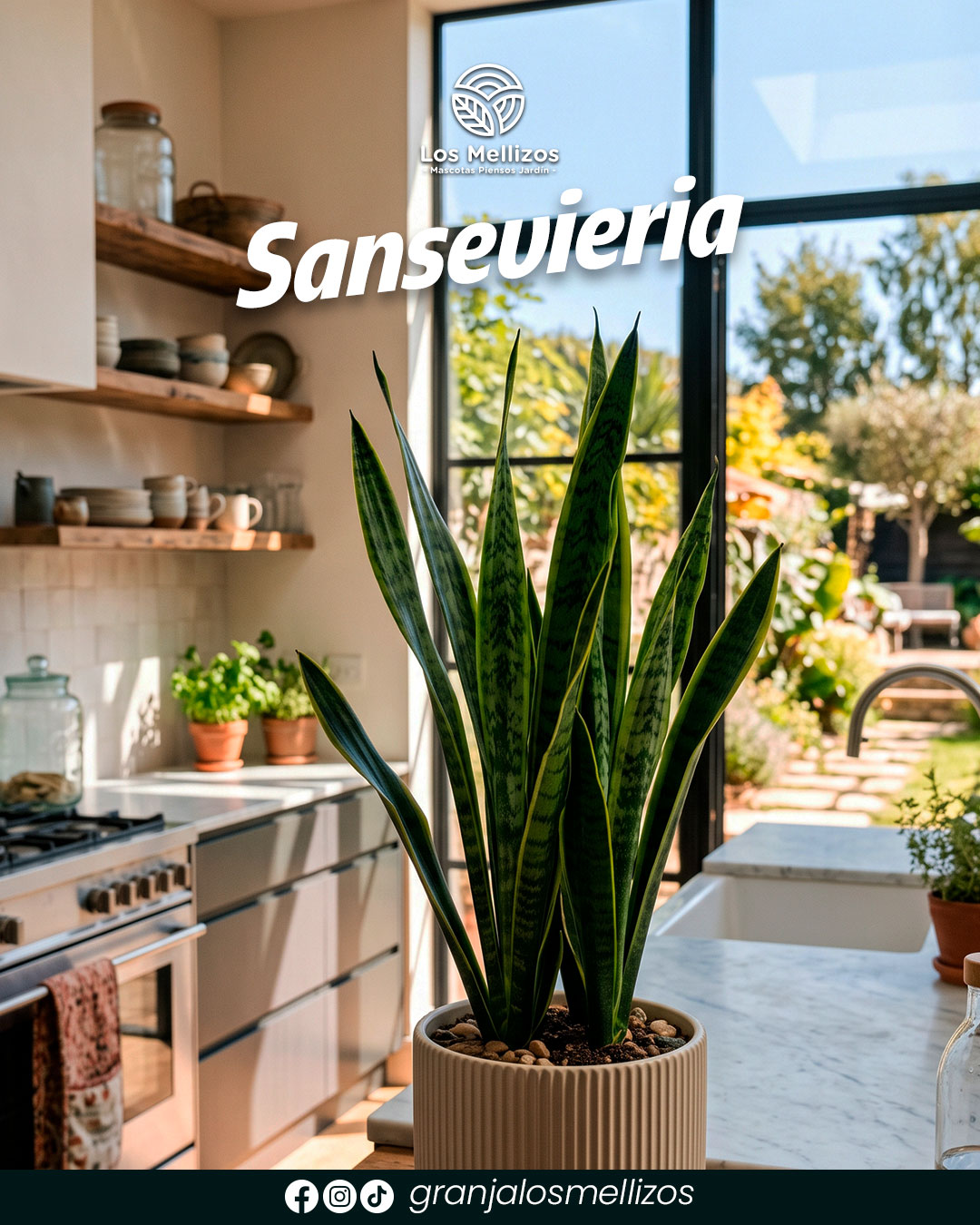Lengua de suegra (Sansevieria)