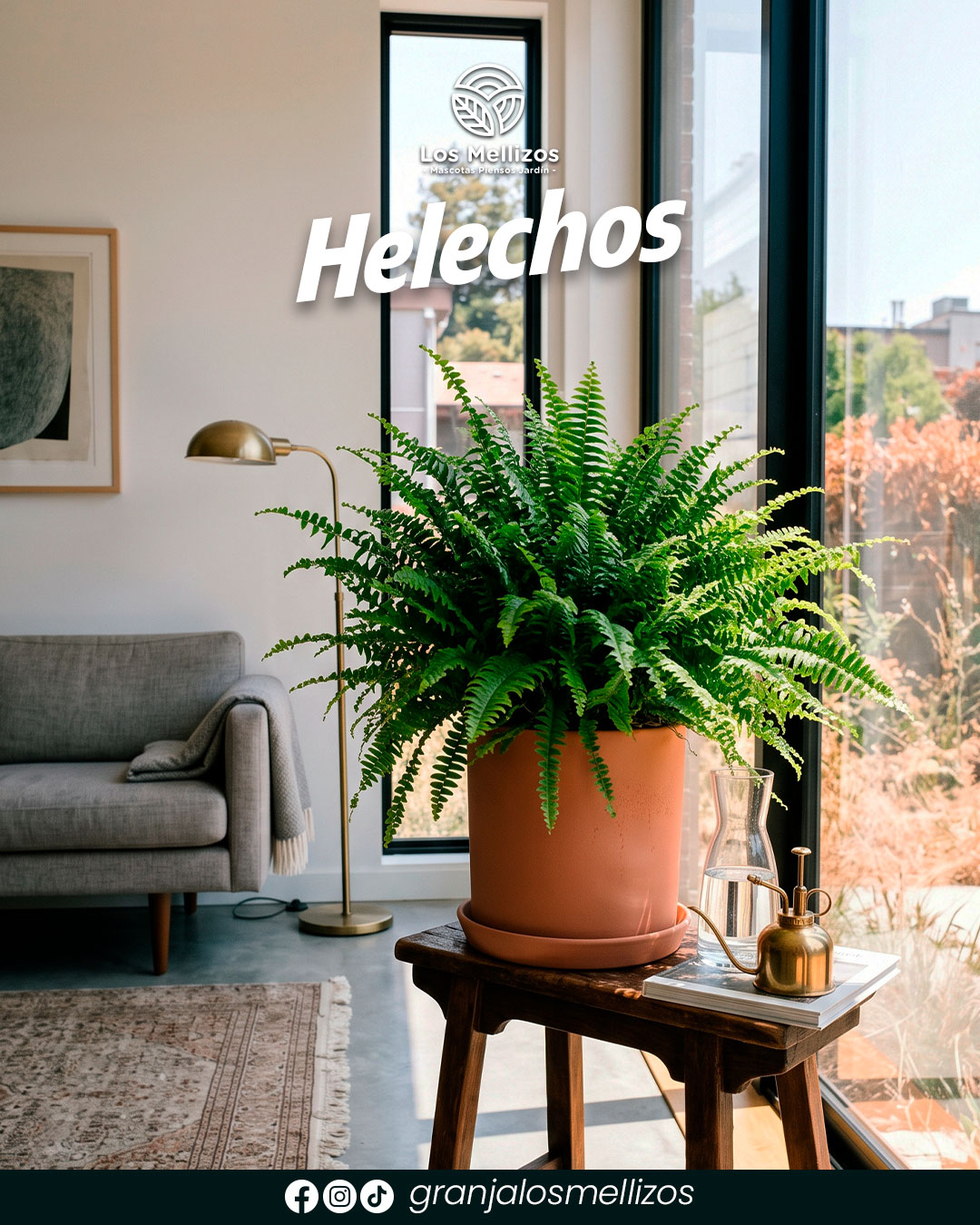 Helechos