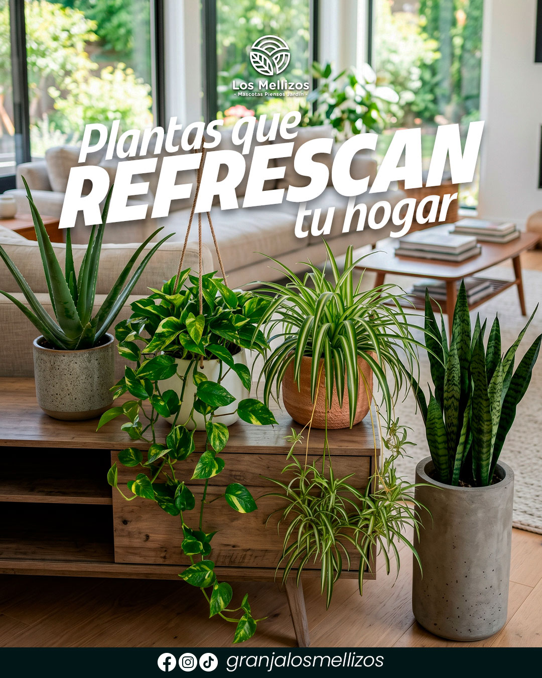 4 plantas para refrescar tu hogar en verano