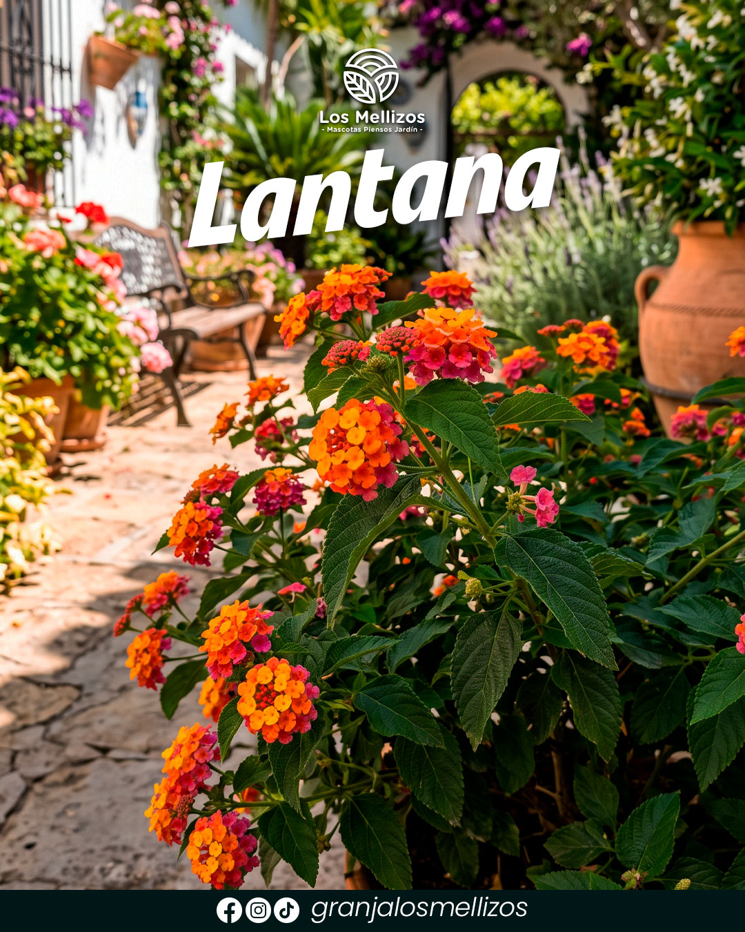 Lantana