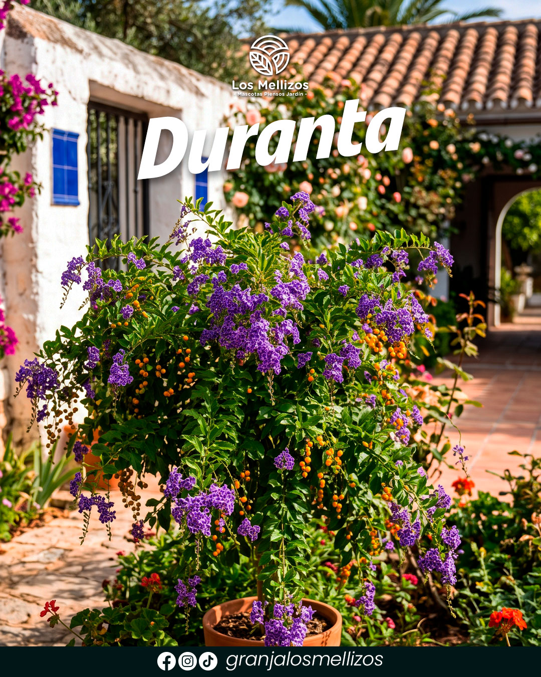 Duranta