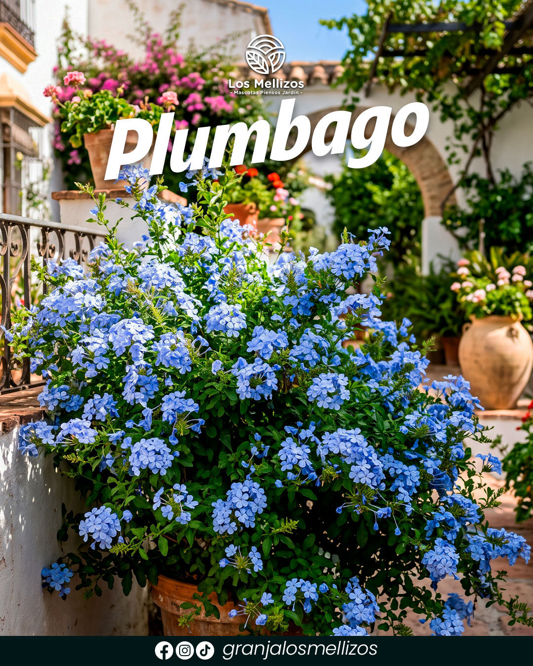 Plumbago