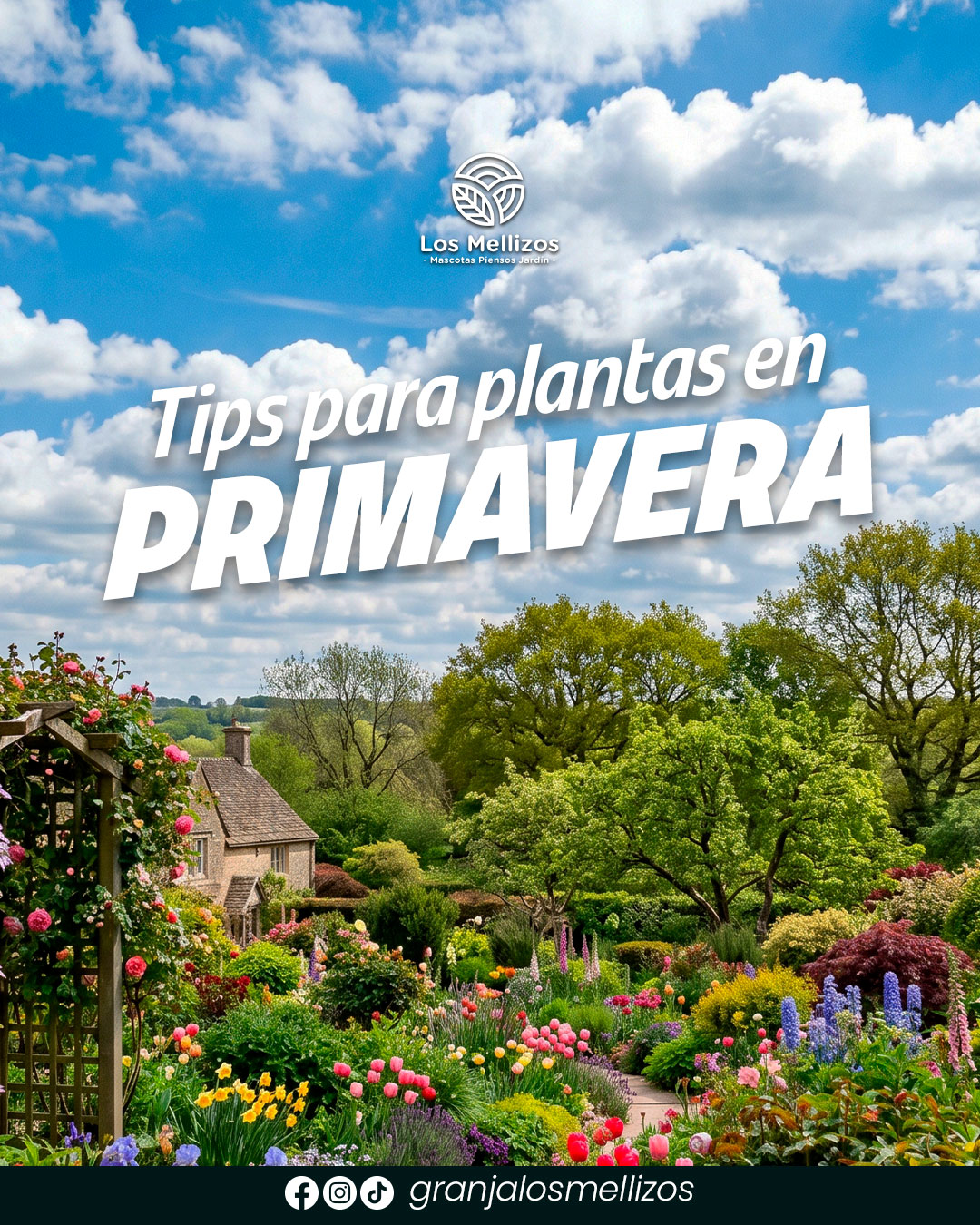 5 consejos clave para cuidar tus plantas en primavera