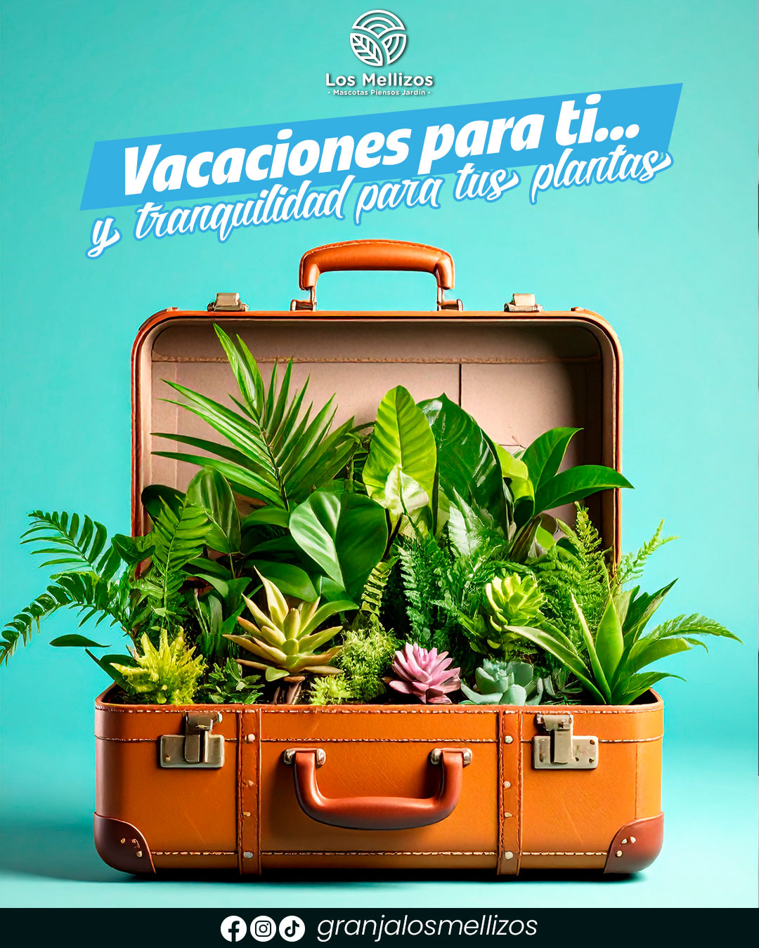 Consejos para tus plantas en vacaciones