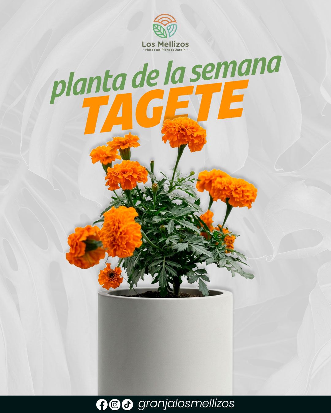 Planta de la semana: Tagete